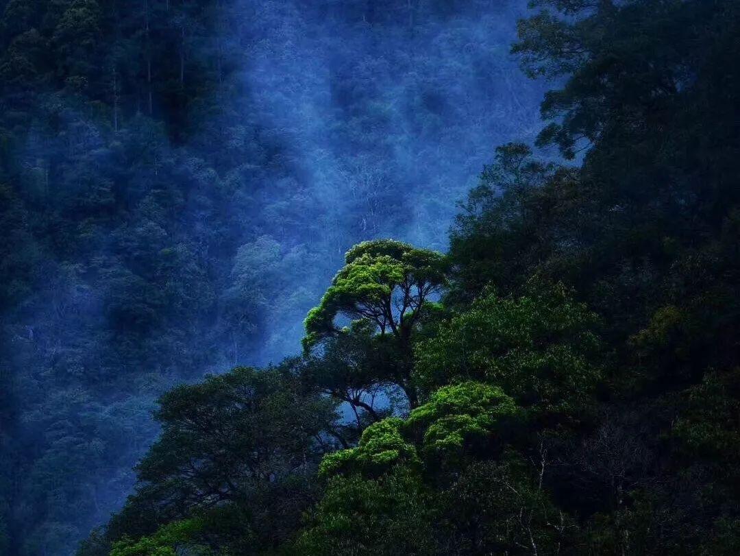 虫虫助手下载